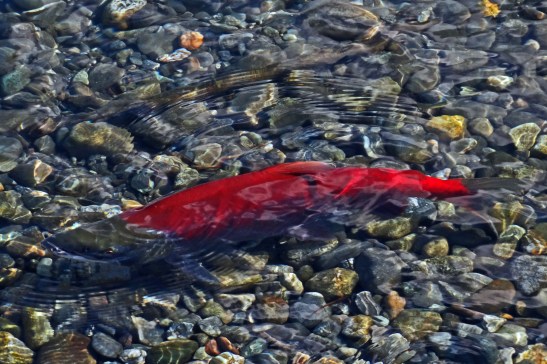 Sockeye (Red) Salmon