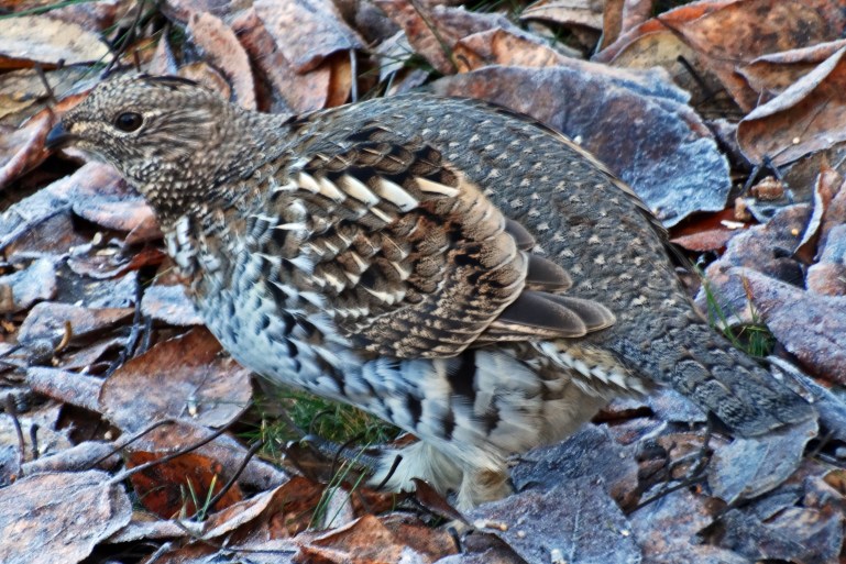 Camo Grouse