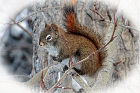 Red Squirrel