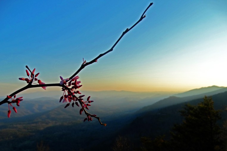 Sunset Redbuds