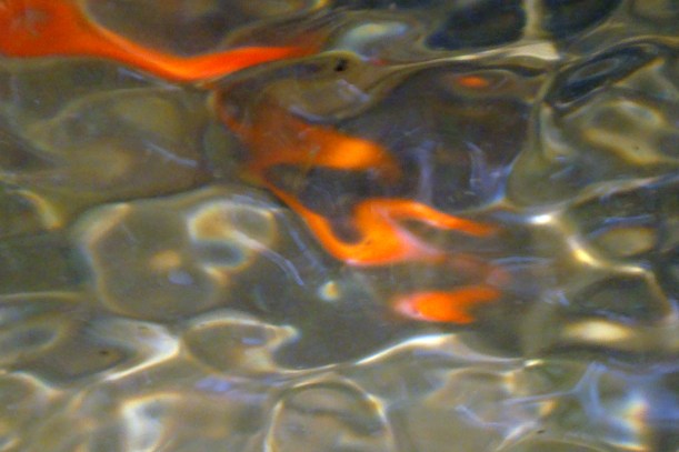 Goldfish in pond
