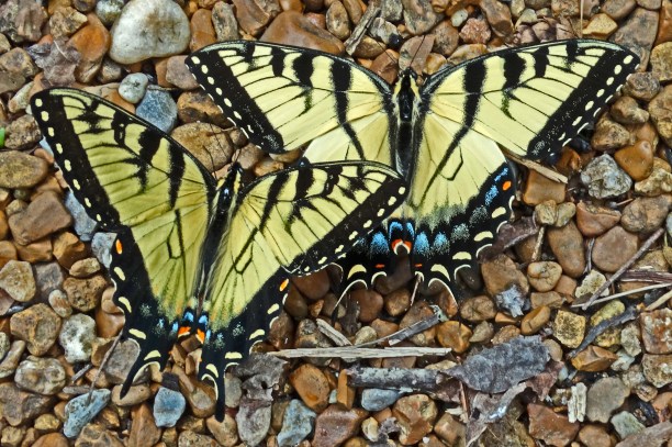 Tiger Swallowtail pair