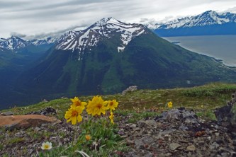 Alpine Blooms