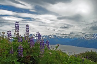 Lupine blooms