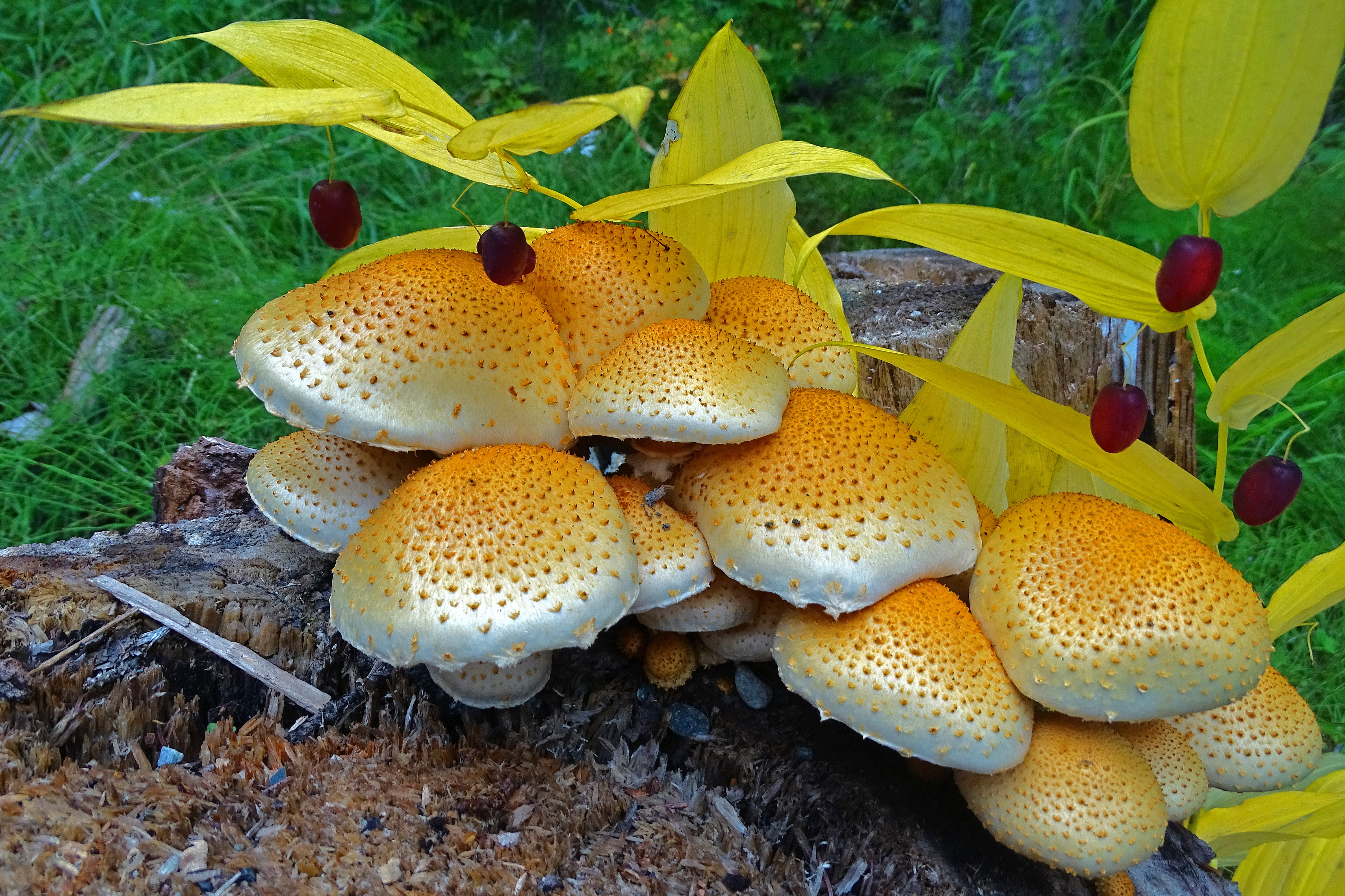 Cranberries n' Schrooms