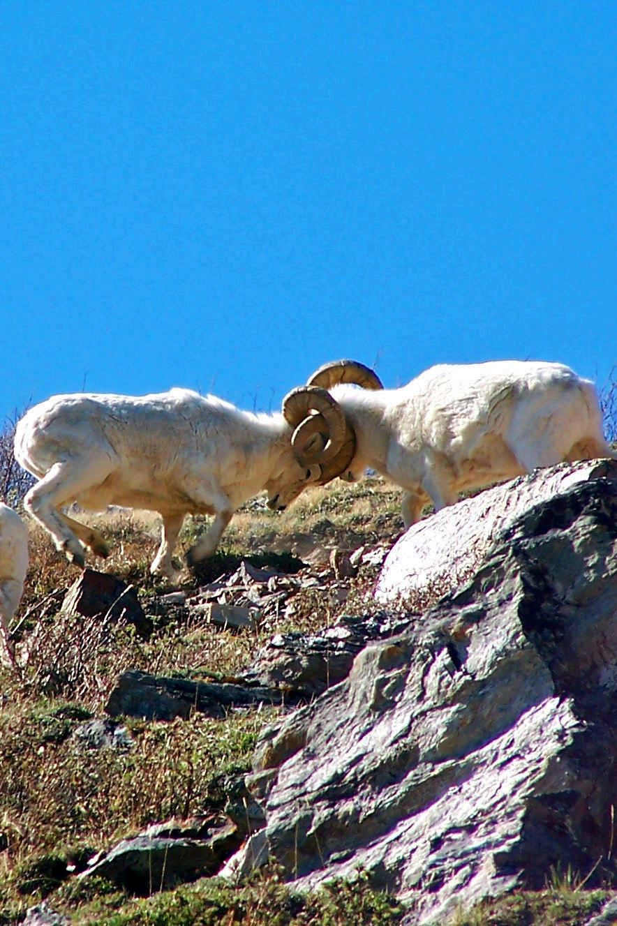 battling denali dall sheep rams