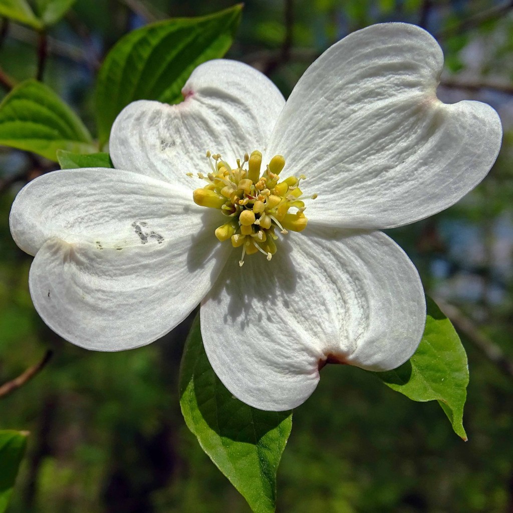 Wildflowers, Spring, Flowers, Great Smoky Mountains, Beauty, Nature, Flora, Inspiration, Faith, God, The Prince of Tides 