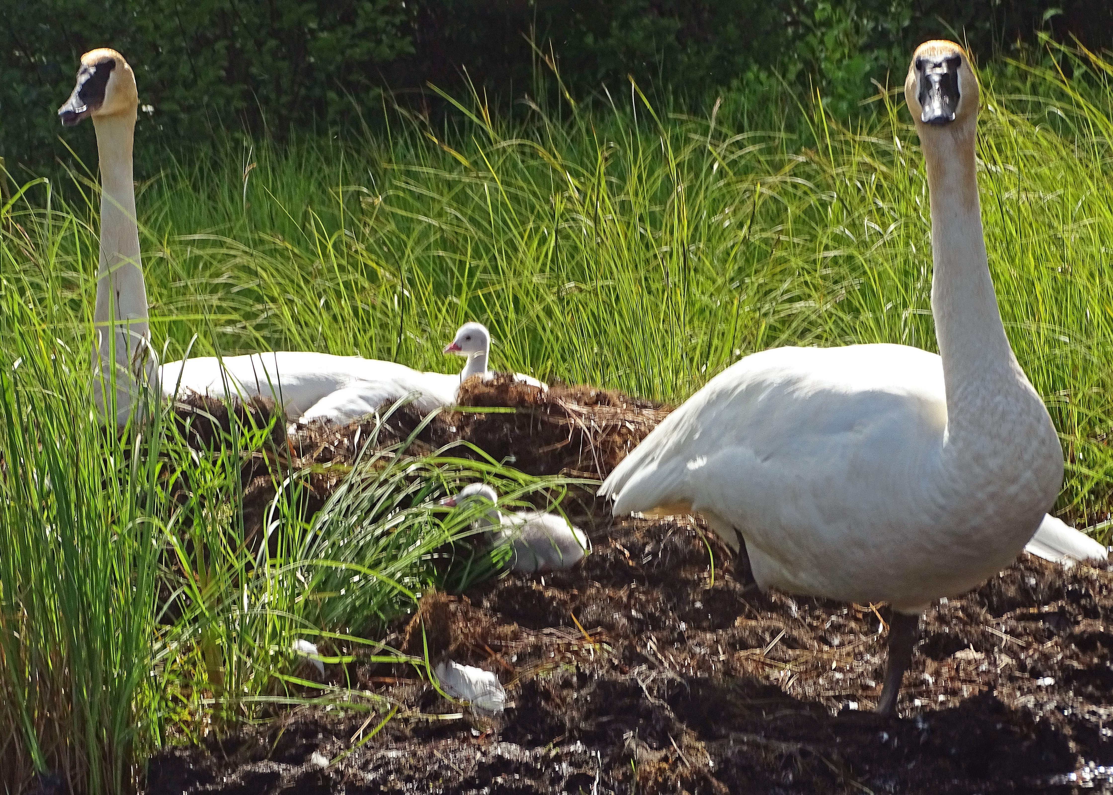 An Afternoon in Nature – Abba's Art