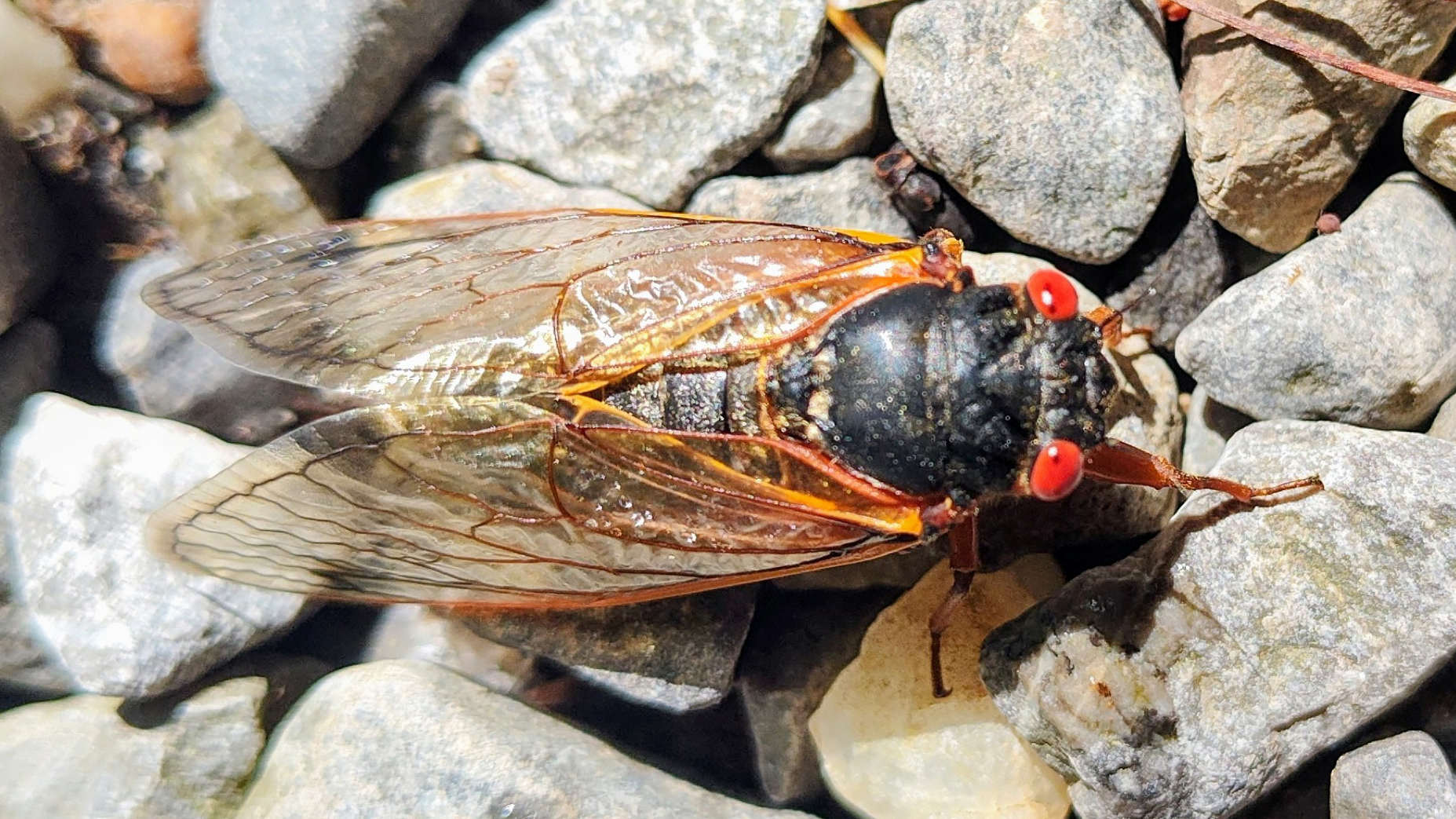 Squeda Insect Slime or Divine? – Abba's Art